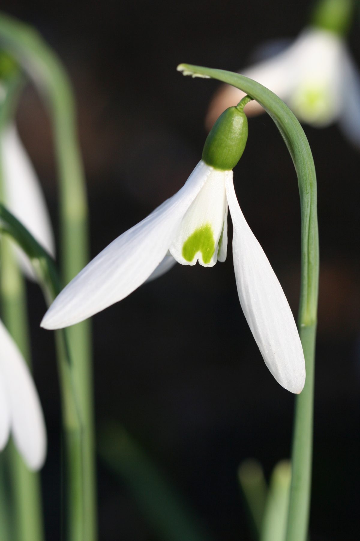 Galanthus X 'Atkinsii'