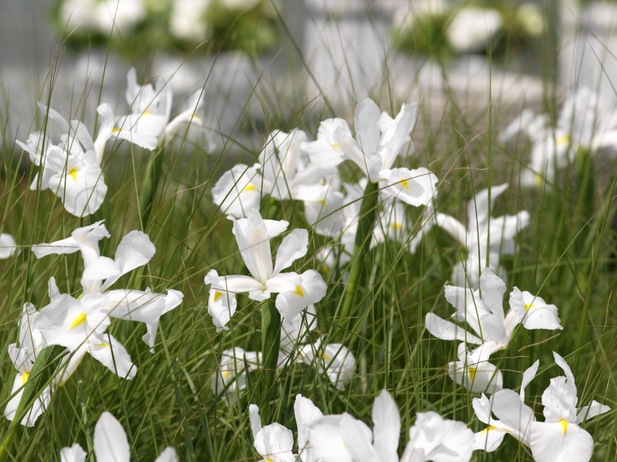 Iris hollandica ALASKA
