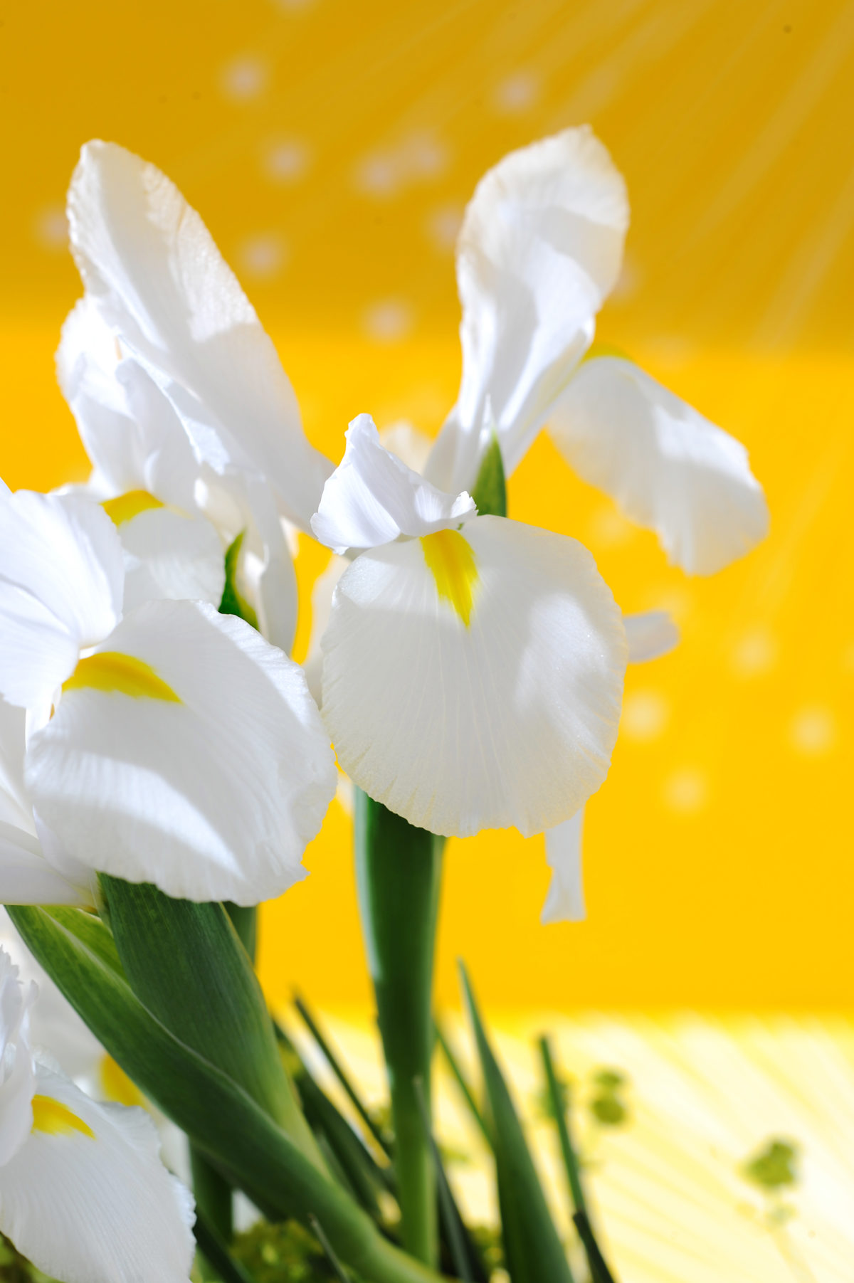 Iris hollandica ALASKA