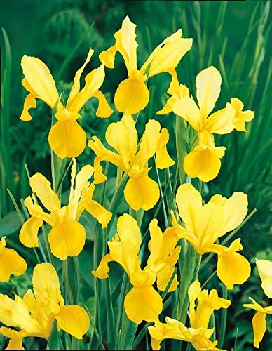 Iris hollandica GOLDEN HARVEST