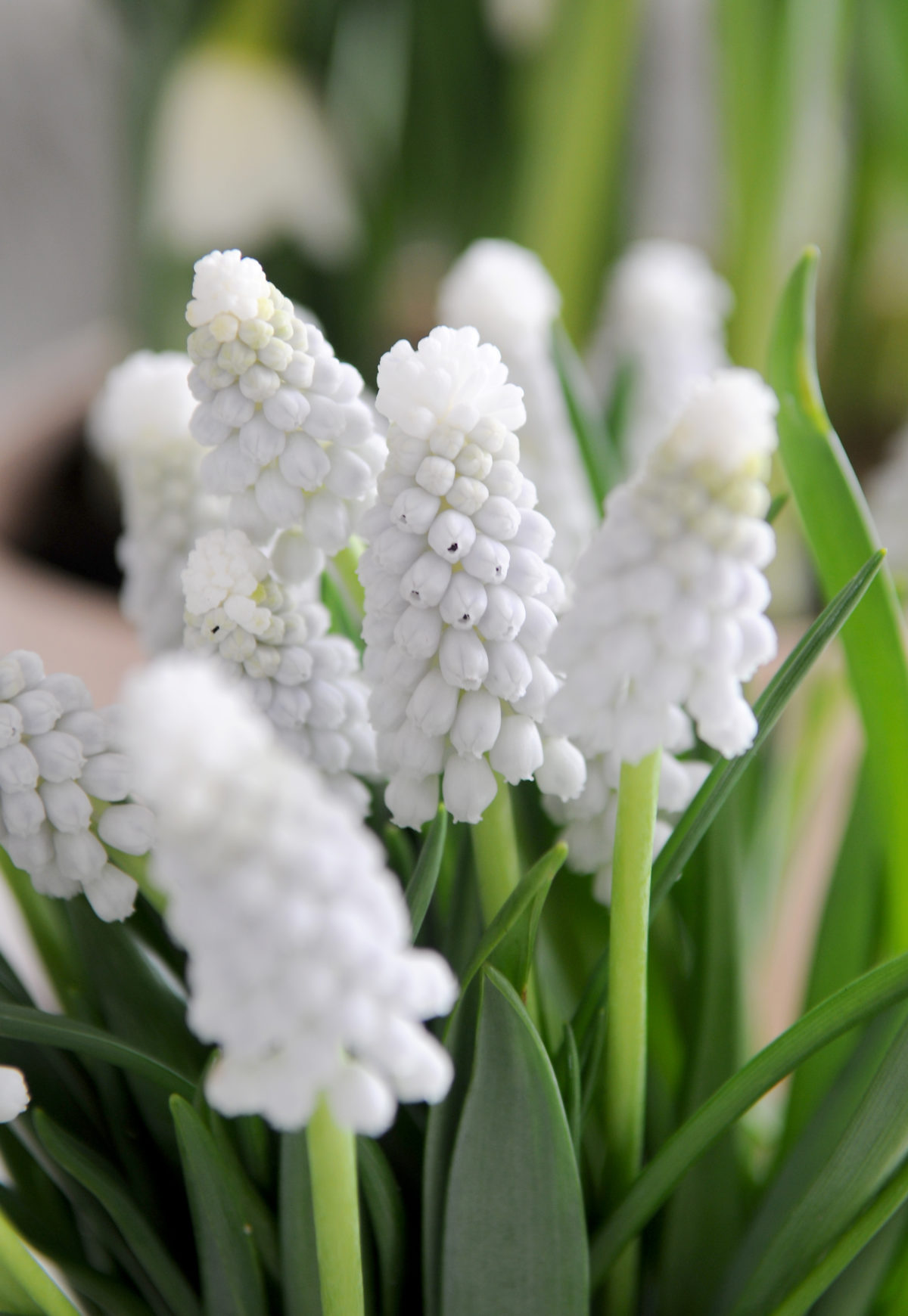 Muscari armeniacum SIBERIAN TIGER