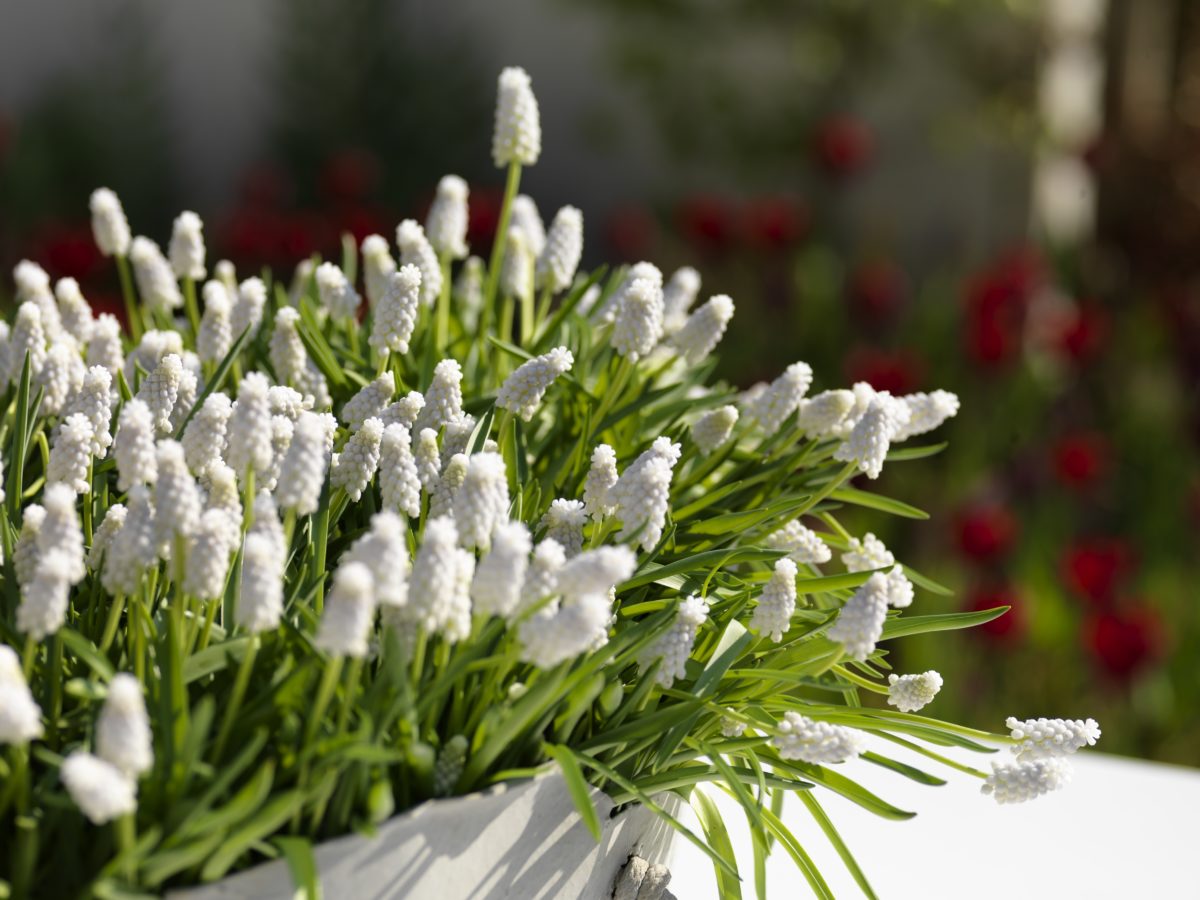 Muscari armeniacum SIBERIAN TIGER