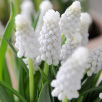 Muscari armeniacum SIBERIAN TIGER