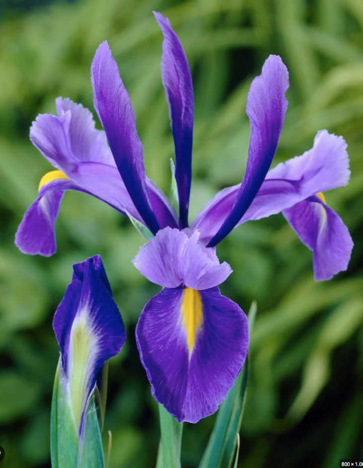 Iris hollandica DISCOVERY