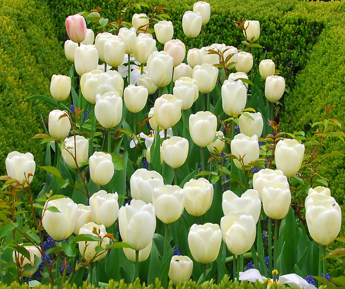 Tulipa - Gruppo 04 (Darwin) IVORY FLOREDALE