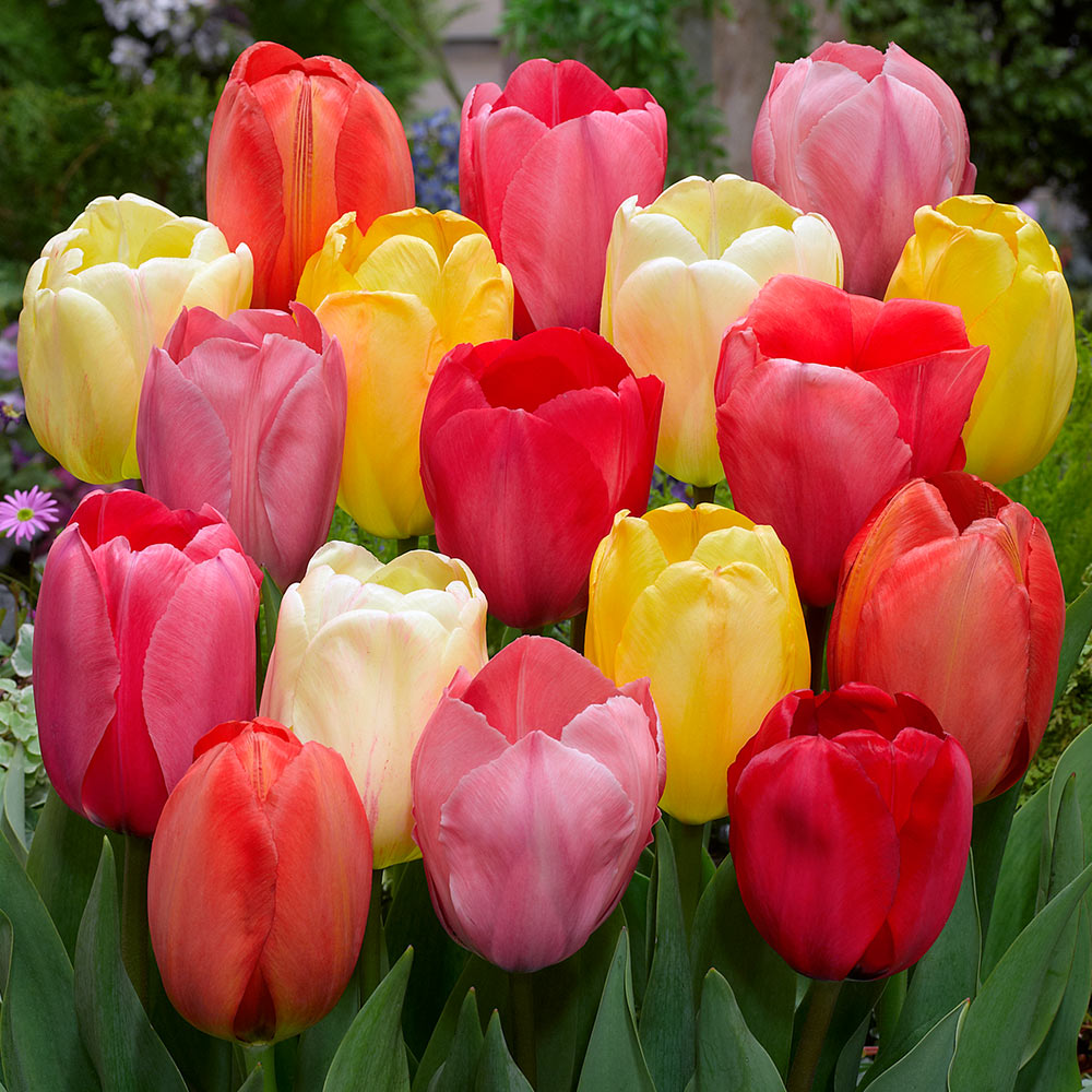 Tulipa DARWIN MIX