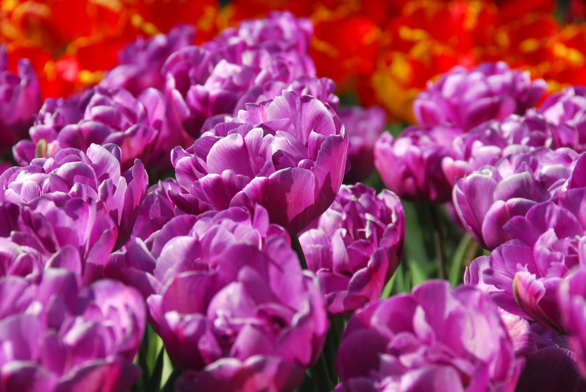 Tulipa - Gruppo 11 (tardivi doppi) BLUE DIAMOND