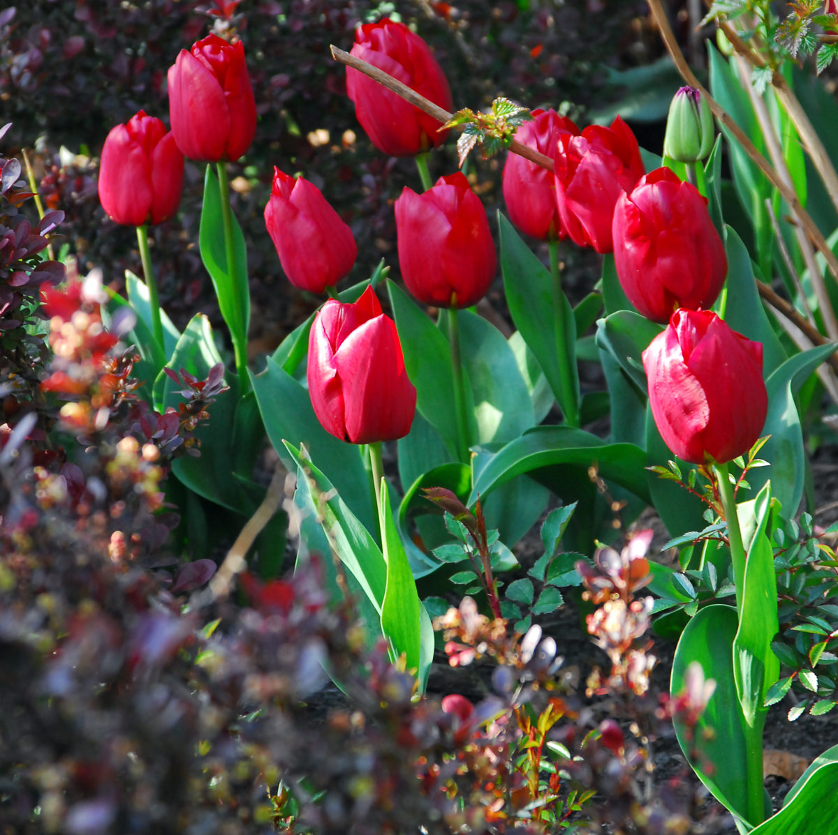 Tulipa - Gruppo 03 (trionfo) ILE DE FRANCE
