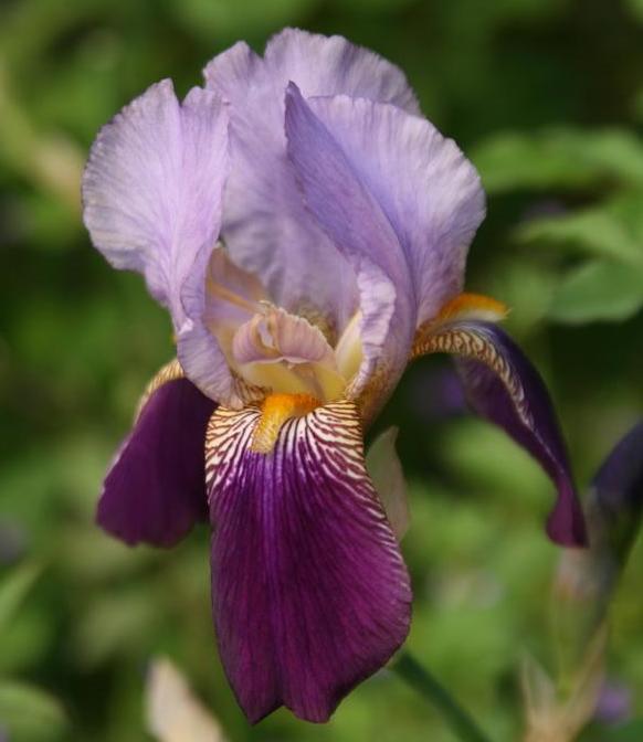 Iris germanica ALCAZAR (P)