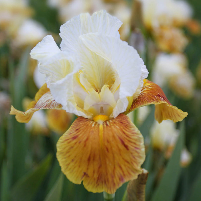Iris germanica HONEY GLAZED (P)