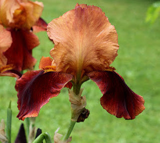 Iris germanica NATCHEZ TRACE (A)