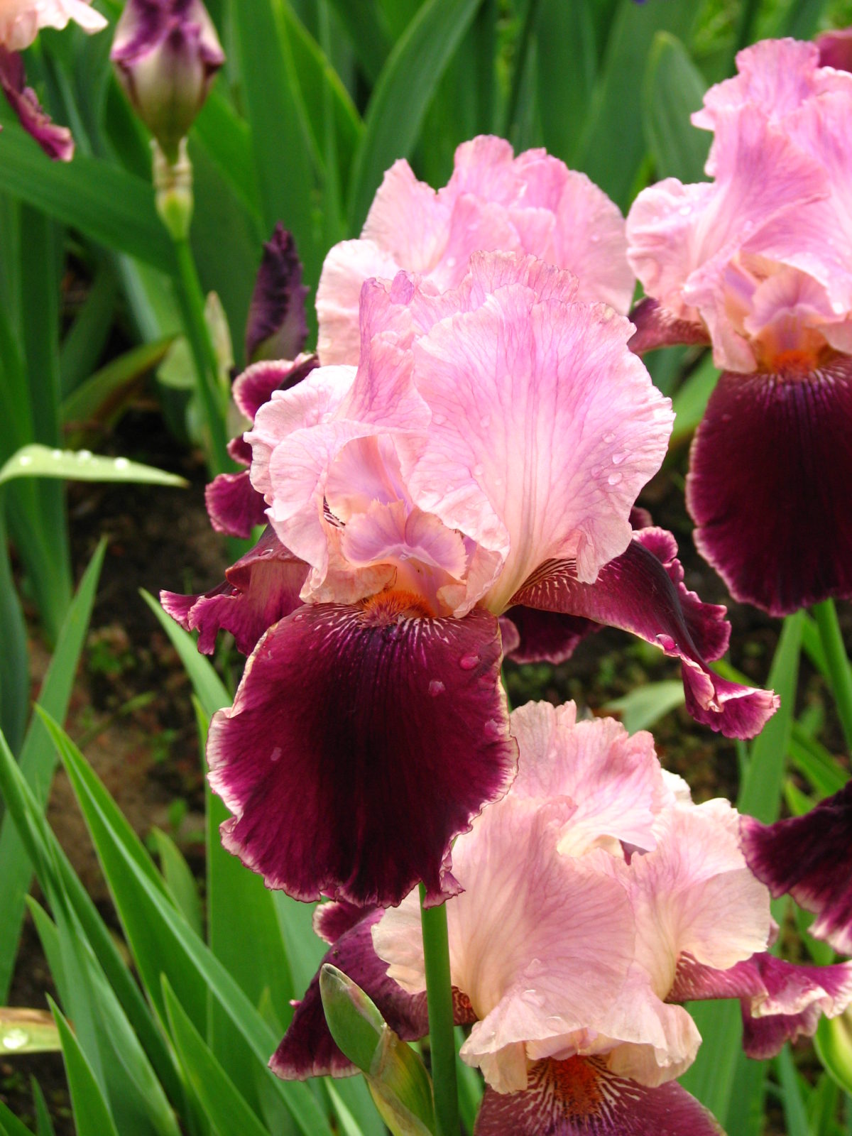 Iris germanica WINE AND ROSES (P)