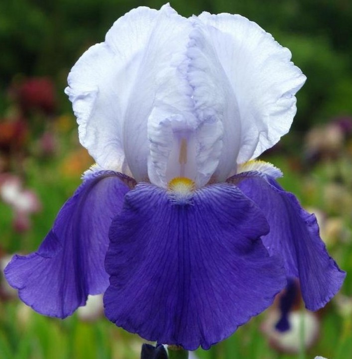 Iris germanica ARPEGE (P)