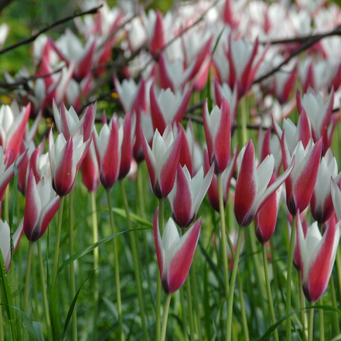 Tulipa - Gruppo 15 (specie) clusiana PEPPERMINTSTICK