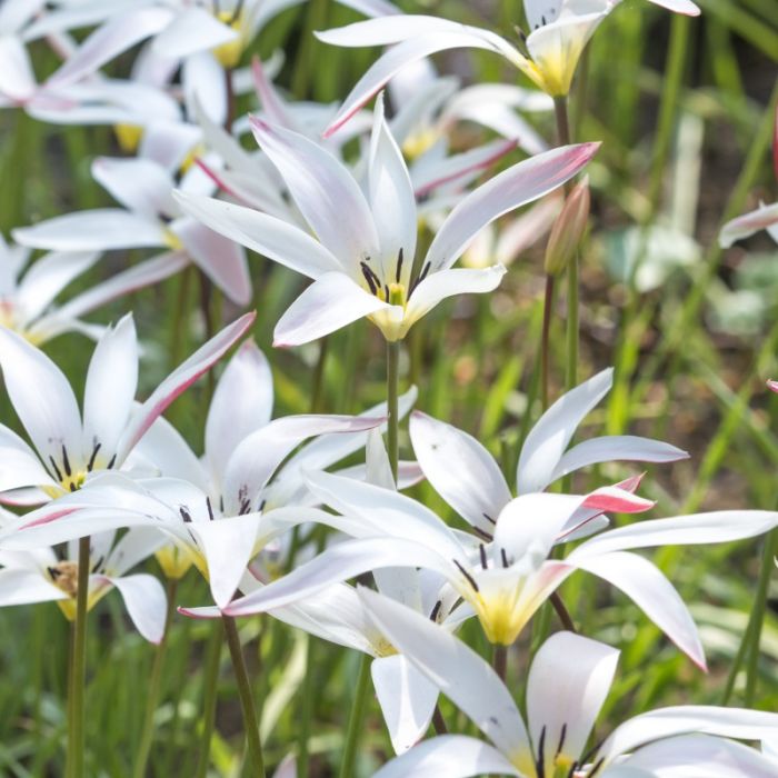 Tulipa - Gruppo 15 (specie) clusiana stellata