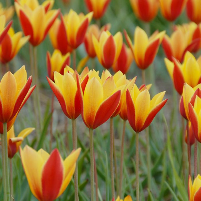 Tulipa - Gruppo 15 (specie) clusiana TUBERGEN'S GEM