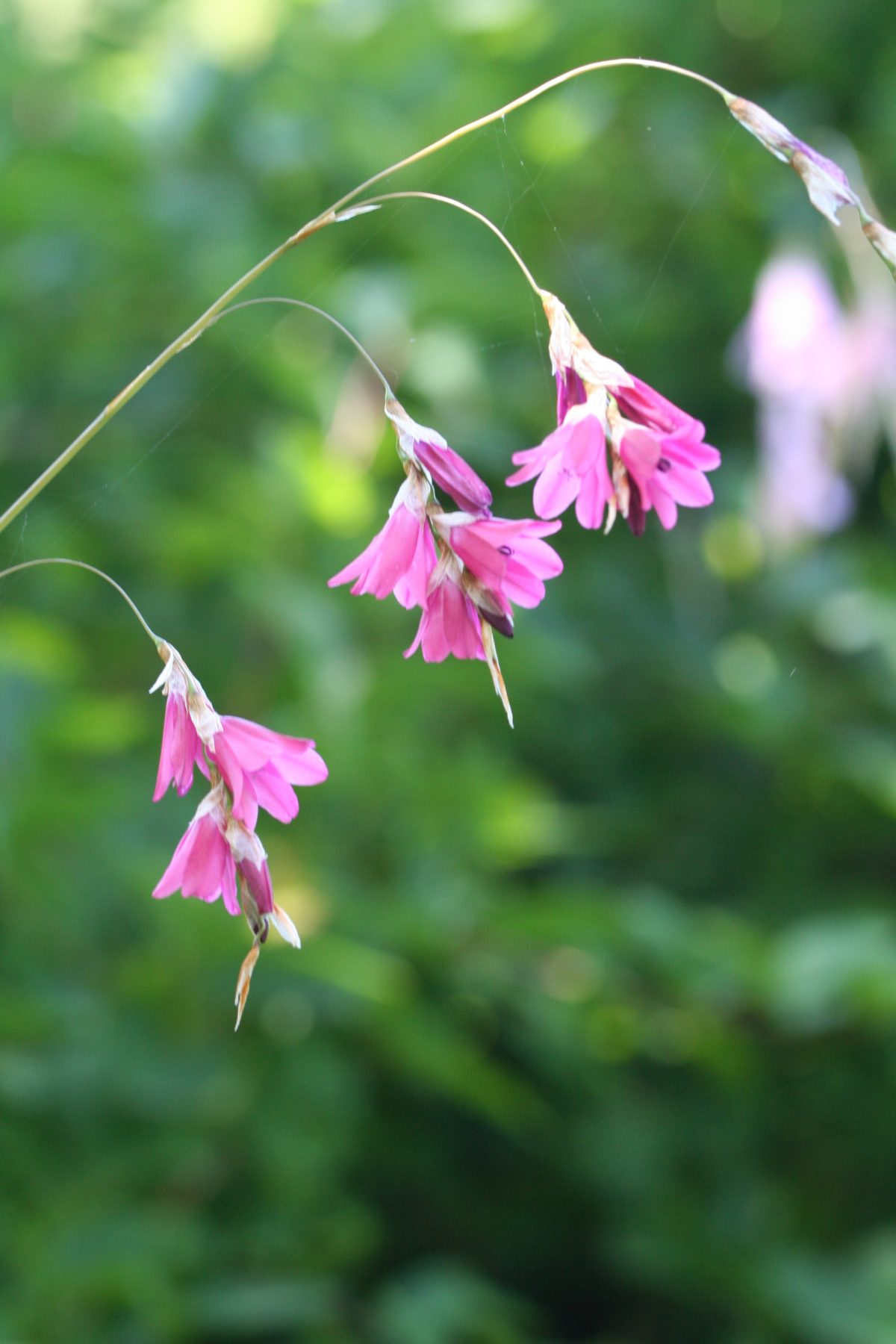 Dierama igneum