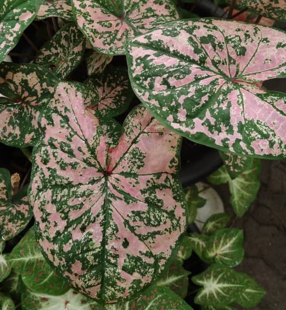 Caladium FLORIDA ELISE