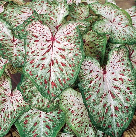 Caladium GINGERLAND