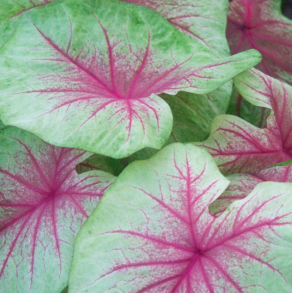 Caladium MINT JULEP