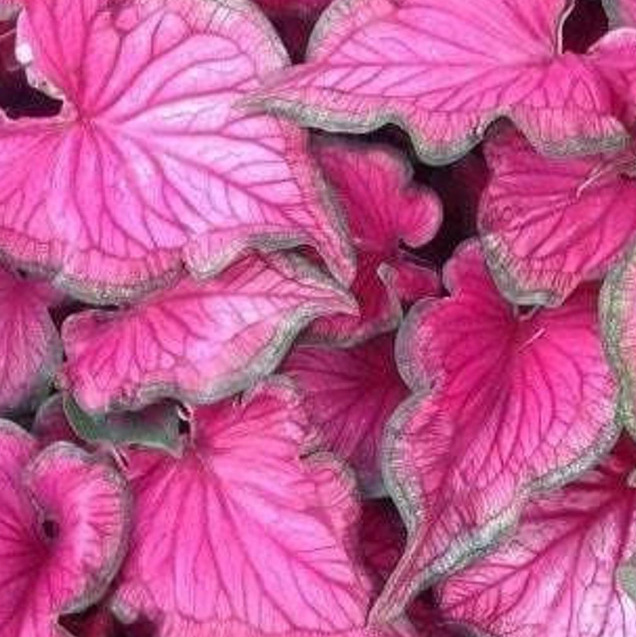 Caladium SIZZLE