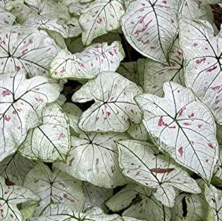 Caladium STRAWBERRY STAR