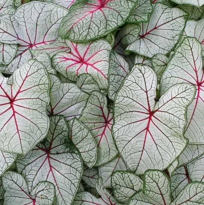 Caladium FLORIDA FANTASY