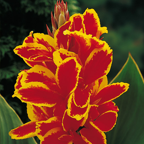 Canna a fogliame verde LUCIFER