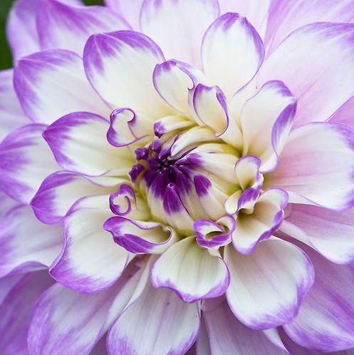 Dahlia (decorativa) BLUE WISH