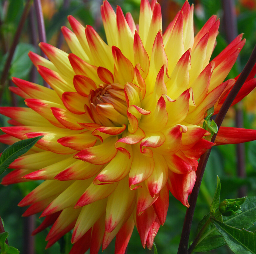 Dahlia (decorativa) BRIDGE VIEW ALOHA