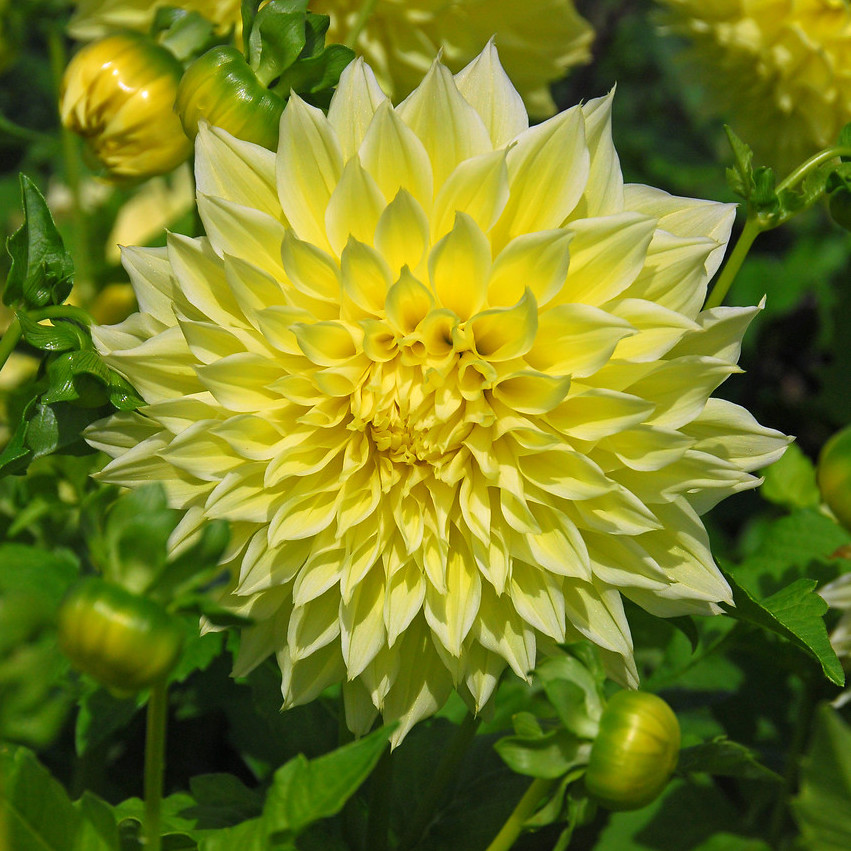 Dahlia (decorativa) KELVIN FLOODLIGHT