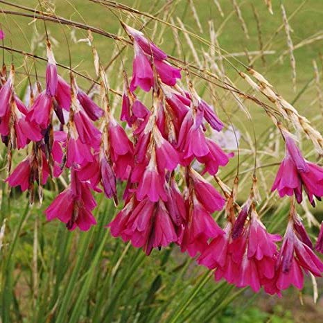 Dierama pulcherrimum