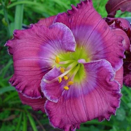 Hemerocallis LAVENDER BLUE BABY