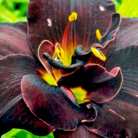 Hemerocallis BOGEYMAN