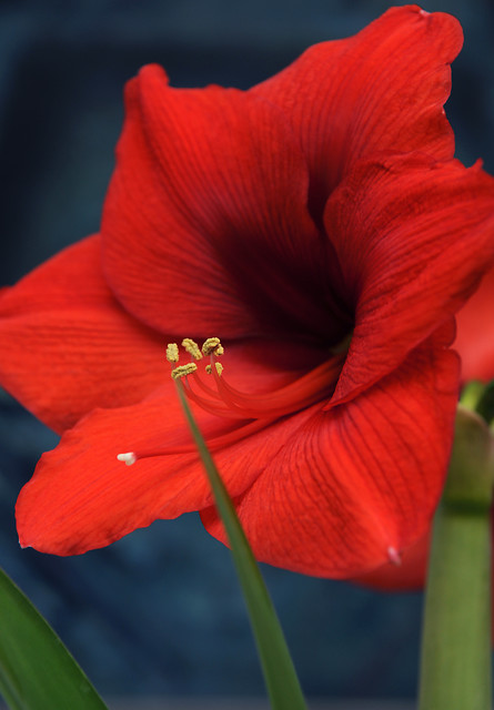Hippeastrum (Amaryllis) FERRARI (P)