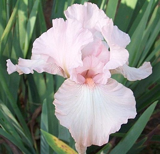 Iris germanica CHERISHED (P)