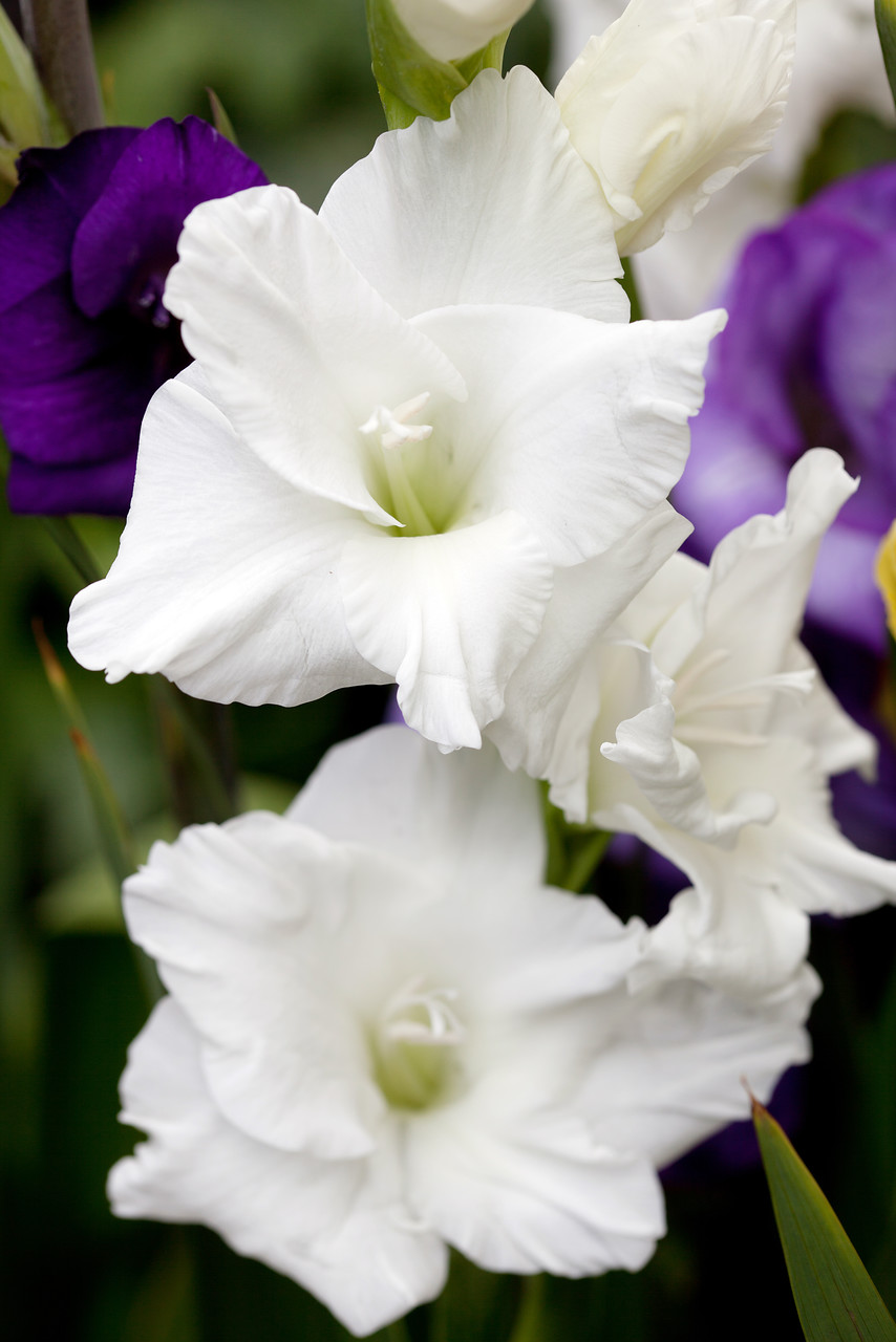 Gladiolus (alti) WHITE PROSPERITY