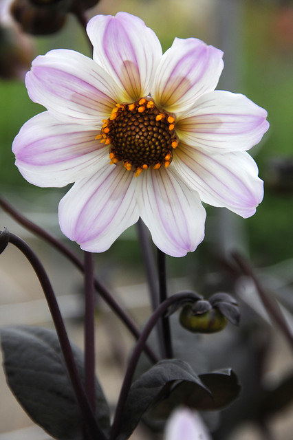 Dahlia (fiore semplice) BISHOP OF DOVER