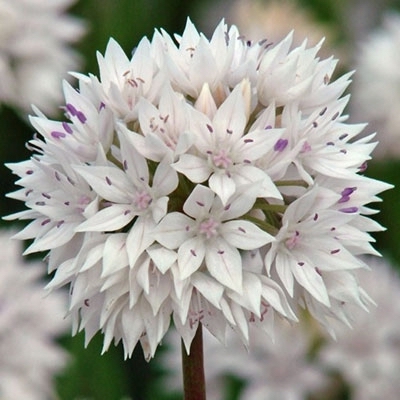 Allium amplectens GRACEFUL BEAUTY