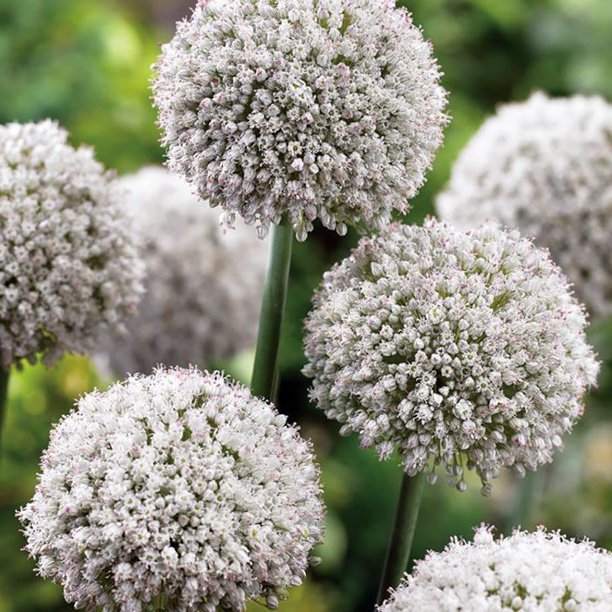 Allium ampeloprasum PING PONG