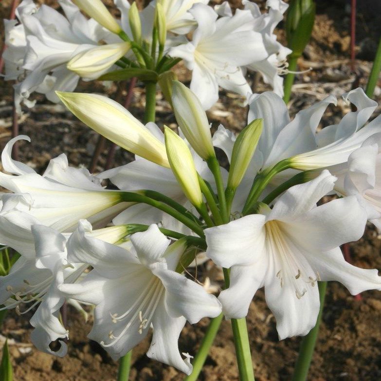 Amaryllis (X Amarygia parkeri) belladonna Alba