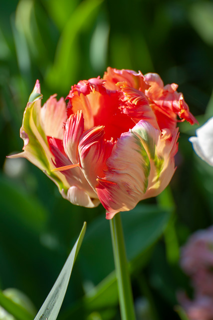Tulipa - Gruppo 10 (pappagallo) APRICOT PARROT