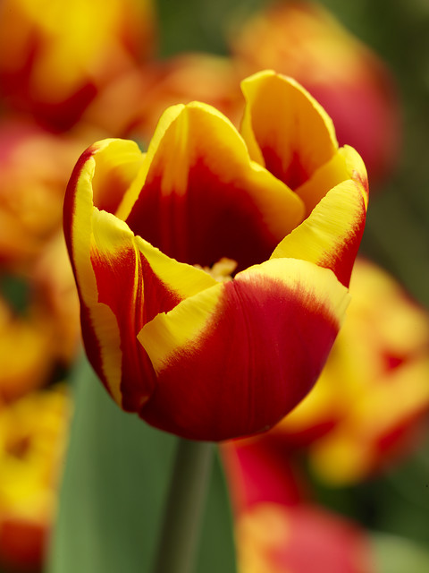 Tulipa - Gruppo 03 (trionfo) DENMARK
