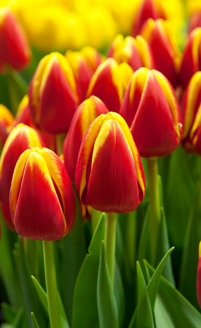 Tulipa - Gruppo 03 (trionfo) DENMARK