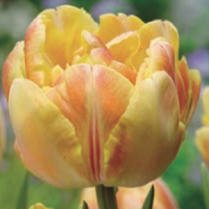 Tulipa - Gruppo 11 (tardivi doppi) FOXY FOXTROT