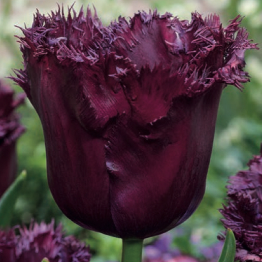 Tulipa - Gruppo 07 (sfrangiati) GORILLA