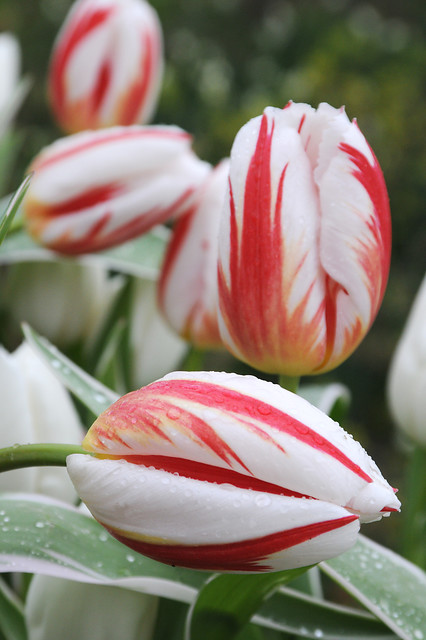 Tulipa - Gruppo 03 (trionfo) HAPPY GENERATION