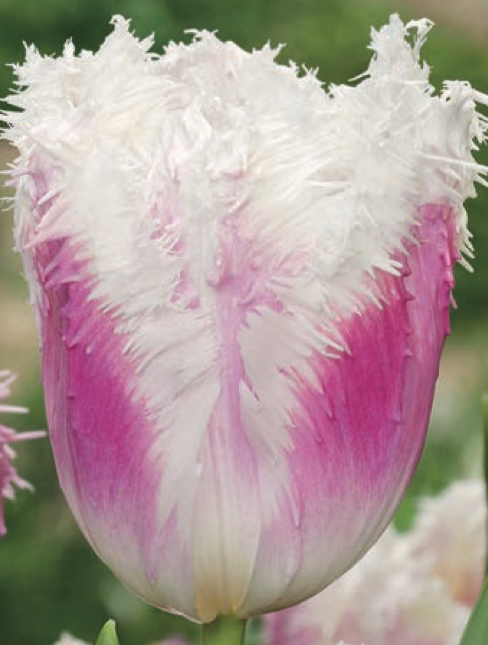 Tulipa - Gruppo 07 (sfrangiati) HAWAII