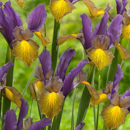 Iris hollandica PICASSO®