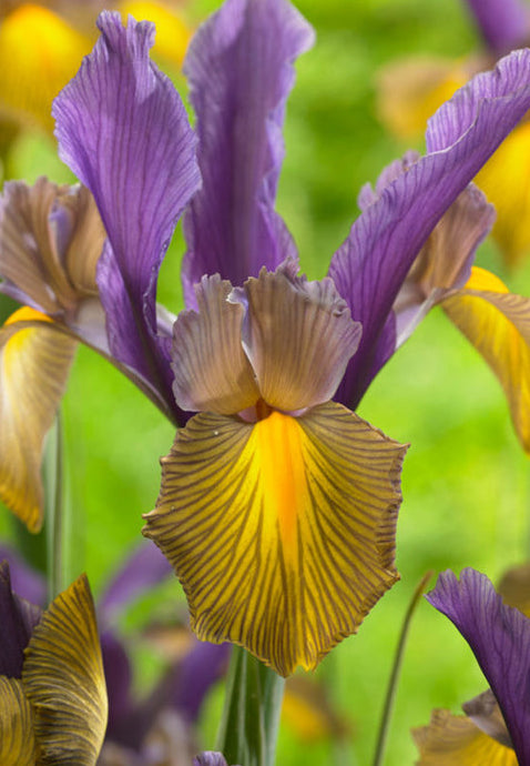 Iris hollandica PICASSO®